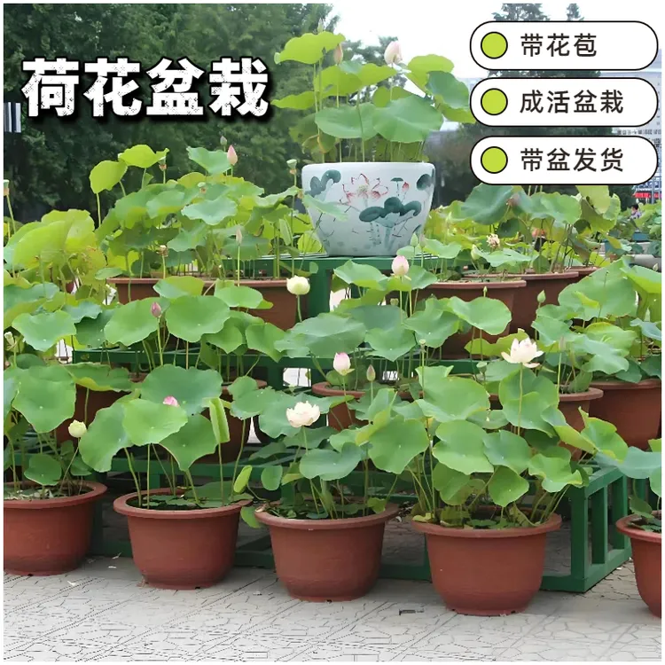 带花苞发货荷花盆栽水养观赏种藕莲花种籽子水培植物室内好养绿植
