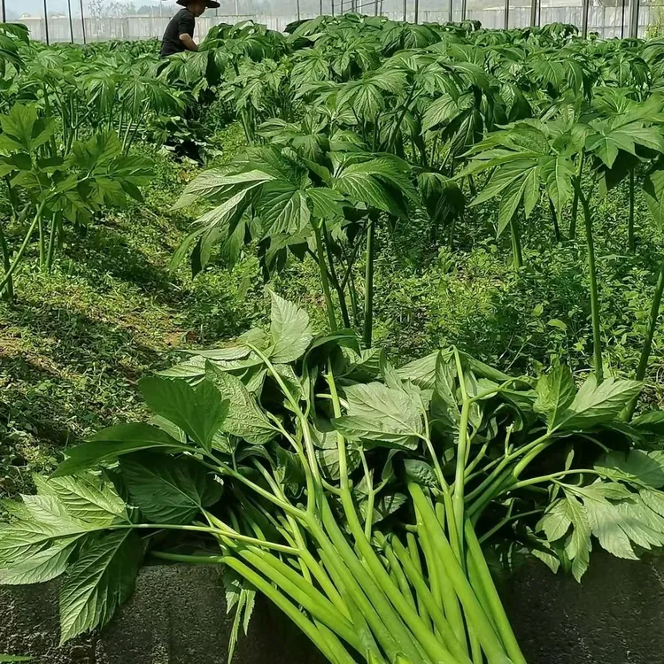 明日叶长寿菜新鲜茎叶可榨汁可当养生蔬菜