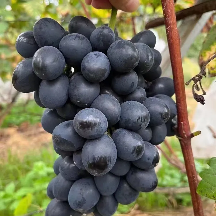 惠水王子塘紫王葡萄