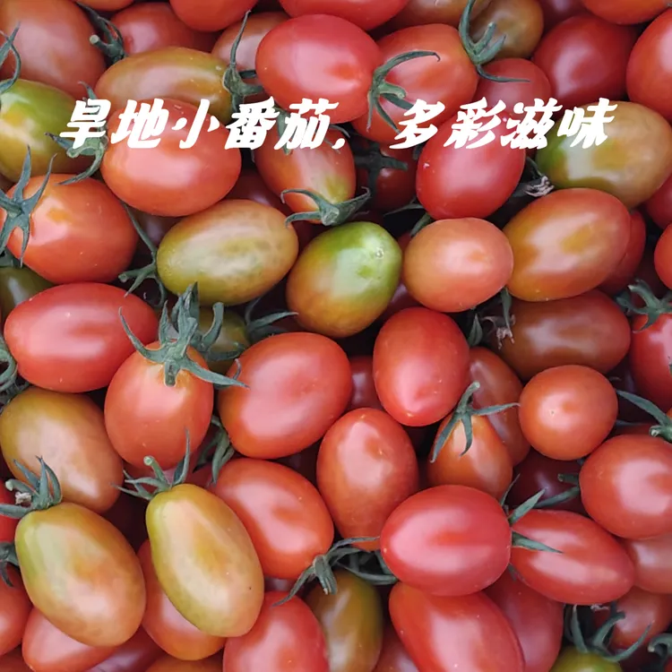 旱地新鲜现货现摘小番茄农家种植脆甜可口包邮到家