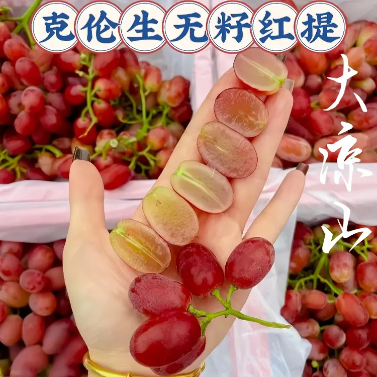 现摘大凉山克伦生无籽红提葡萄脆甜多汁冰美人葡萄应季新鲜水果