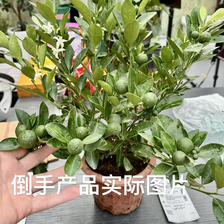 四季金桔树苗盆栽带果室内好养花卉客厅招财小橘子树盆景