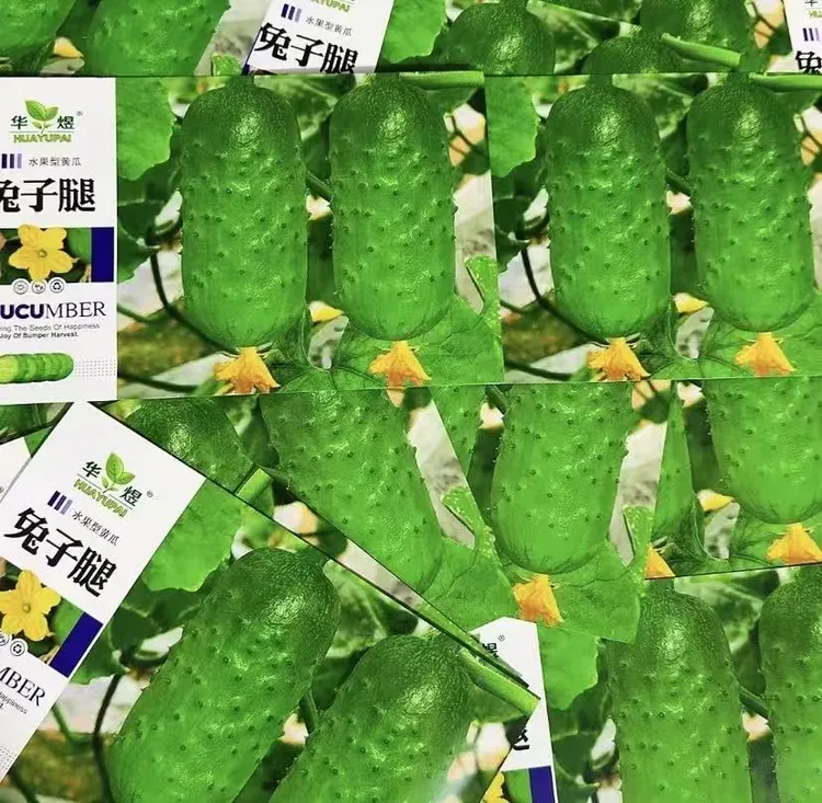【兔子腿水果黄瓜种子】家庭阳台小院盆栽地栽四季种植