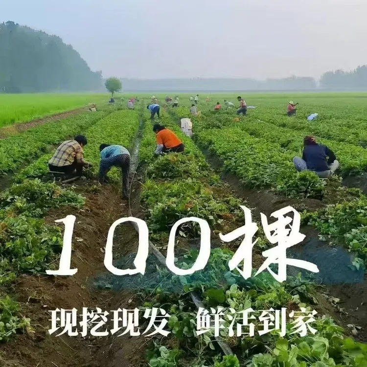 100棵奶油红颜草莓苗草莓秧苗可盆栽地栽南北方种植当年结果新鲜