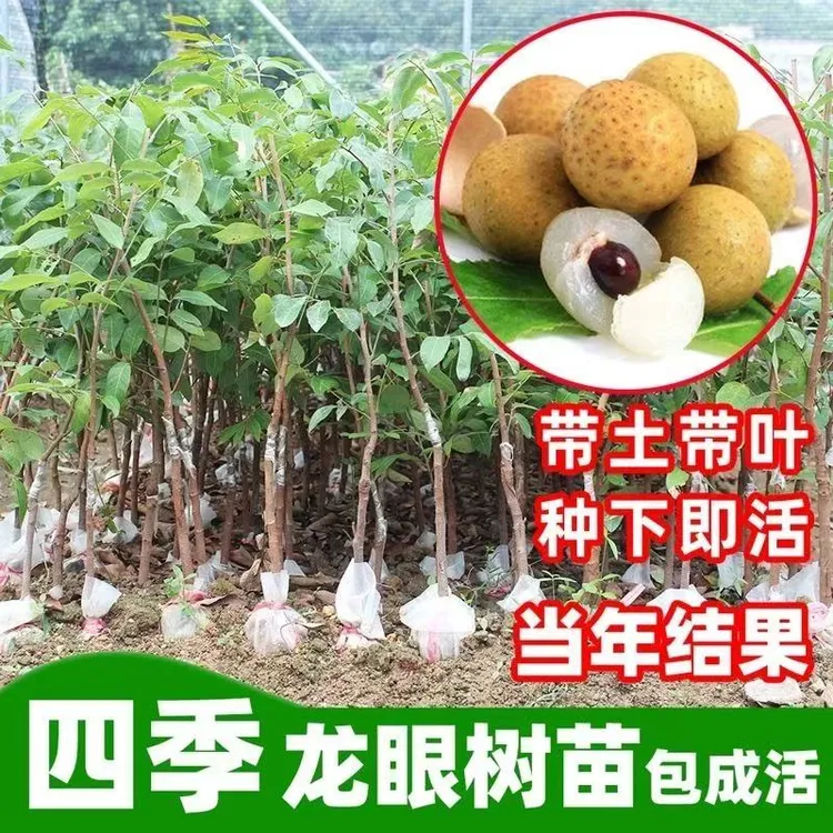 正品龙眼苗四季石峡储良嫁接高产大果盆地栽阳台耐寒当年结果