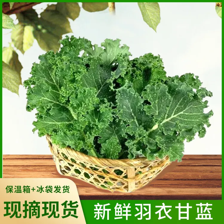 新鲜羽衣甘蓝嫩叶蔬菜健身榨汁轻食沙拉西餐食材顺丰冷链