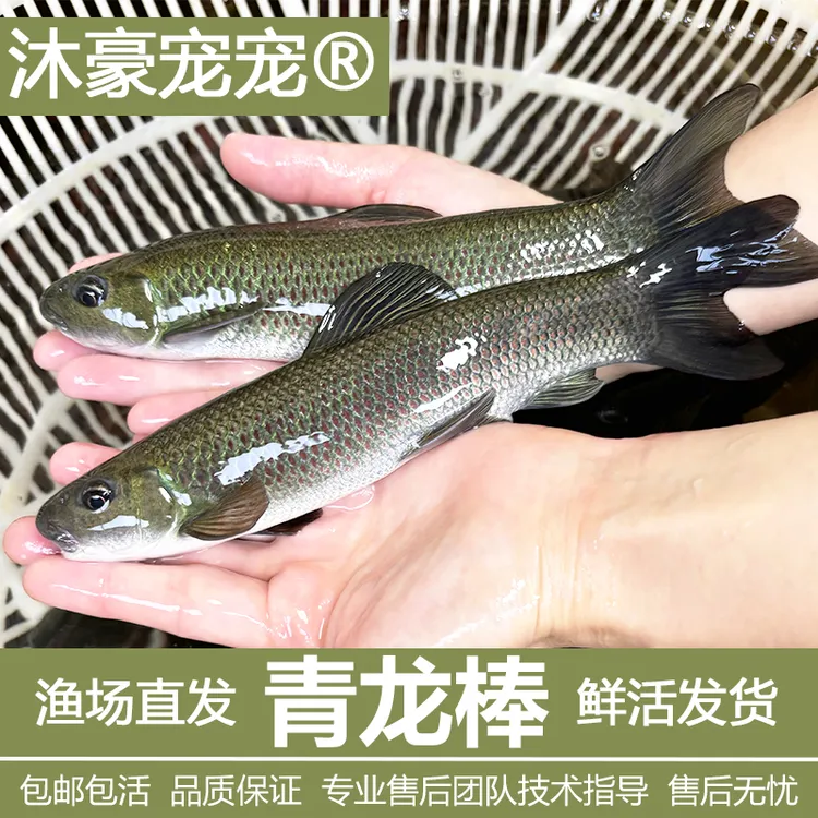 沐豪宠宠正宗华鲮【青龙棒】鱼苗观赏鱼淡水鱼包邮养殖造景观赏鱼