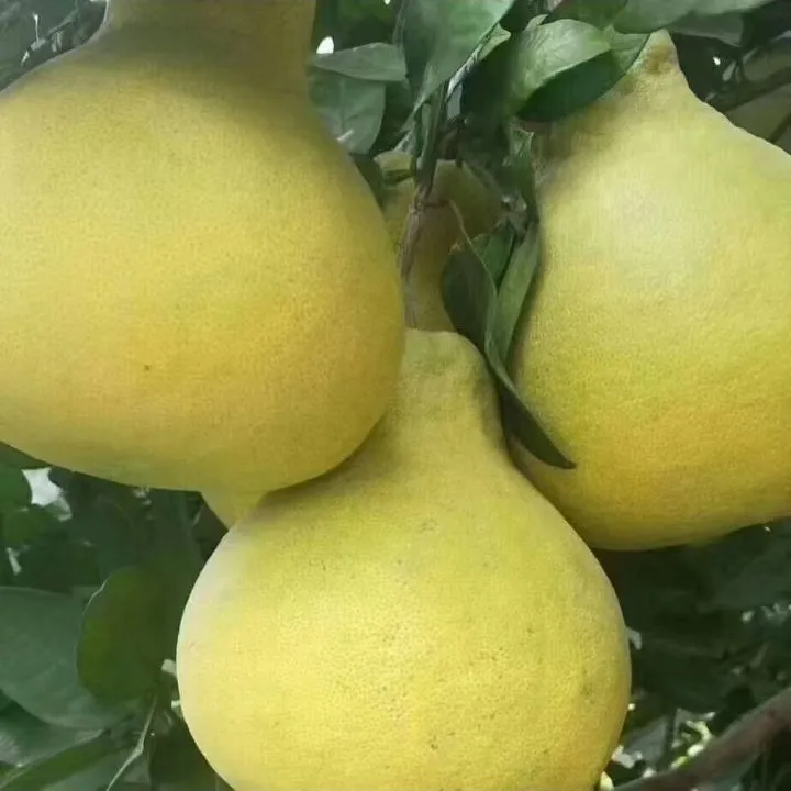 重庆长寿邻封老树沙田柚新鲜应季水果无酸产地直发