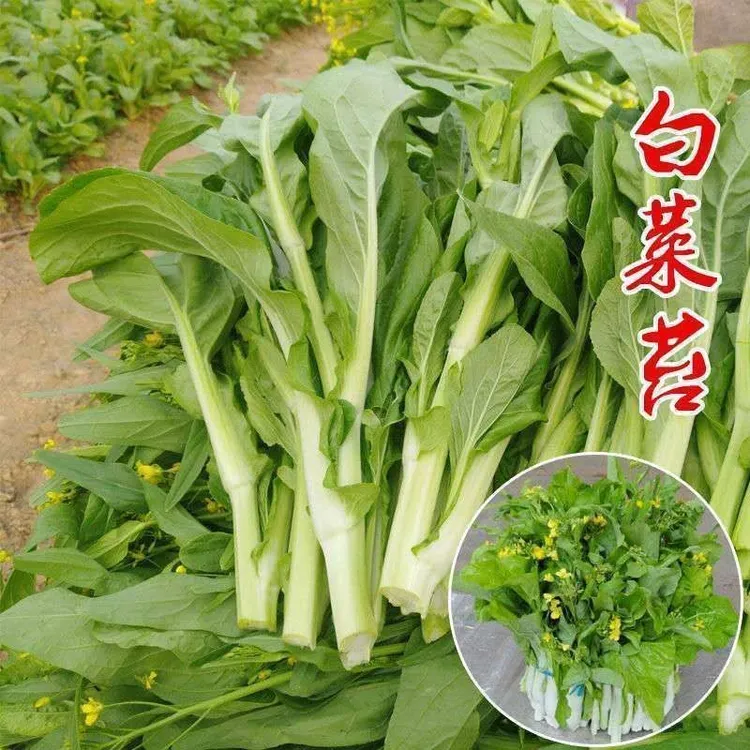【下单就发3包】早熟白菜苔种子耐寒耐热菜苔子多次采收菜心蔬菜籽