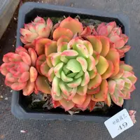 49杂交精品基地14厘米