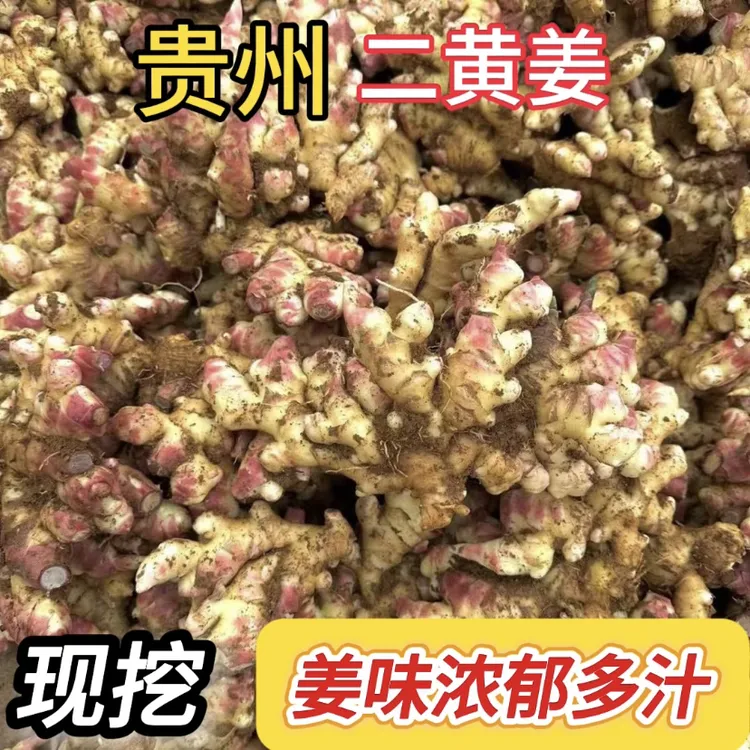 正宗贵州二黄姜新鲜现挖山地种植香味浓郁辛辣适中月子姜生姜