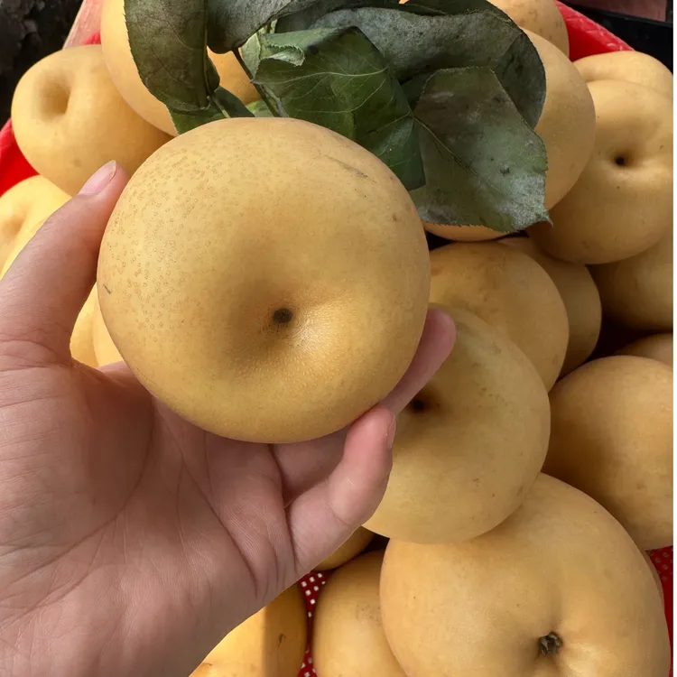 张家界金秋梨水果新鲜应季脆甜多汁当季水果