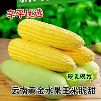 云南新鲜可生吃爆浆甜脆水果玉米当季现摘4-6个