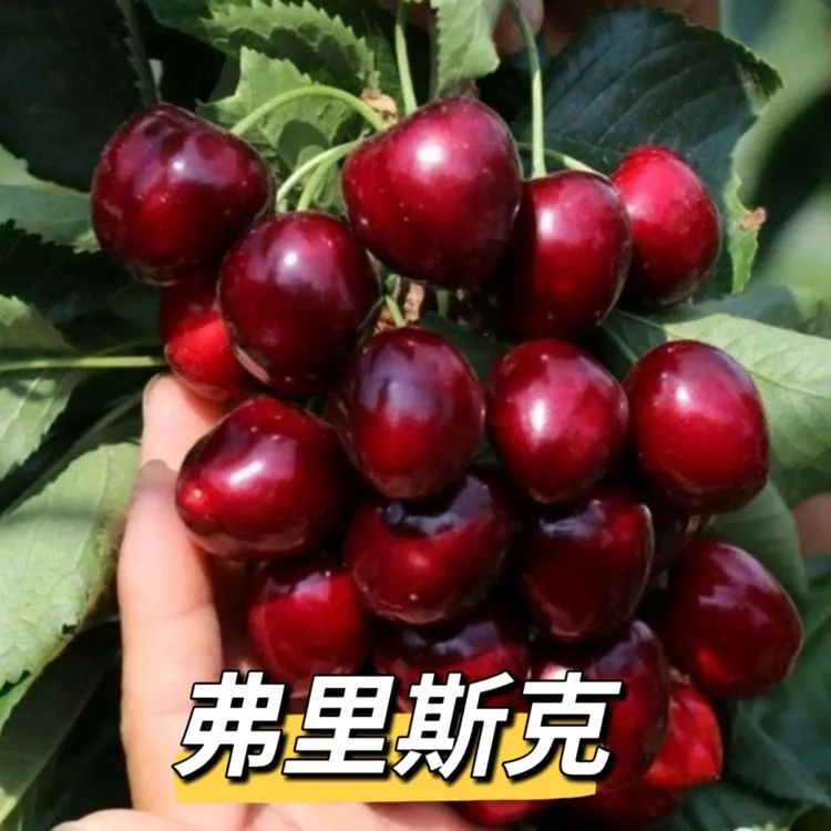 弗里斯克带分支大苗车厘子大樱桃树苗辽宁大连瓦房店车厘子树苗