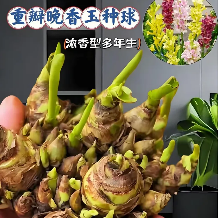 （新疆包邮）晚香玉种球夜来香花苗浓香型多年生阳台外庭院四季易种