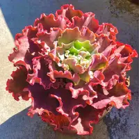 王小二多肉高砂全店多肉任意拍满9.9元发货 拍满5单送一包吡虫啉