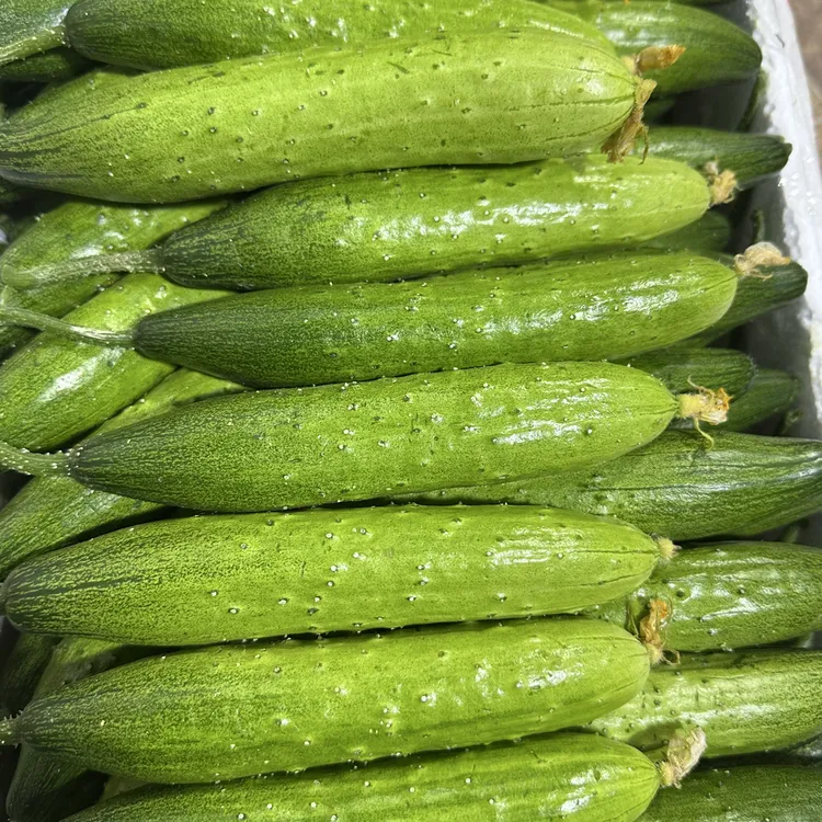 晨阳家小嫩美优旱黄瓜（顺丰空运）