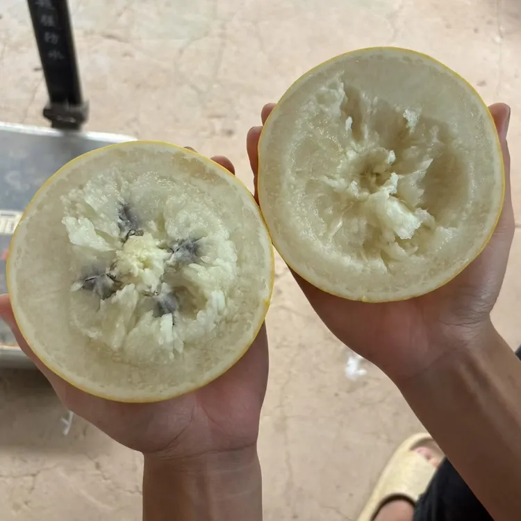 冰糖黄晶果树苗 四季结果高产 单果一斤半左右 软滑蜜甜 杯苗发货