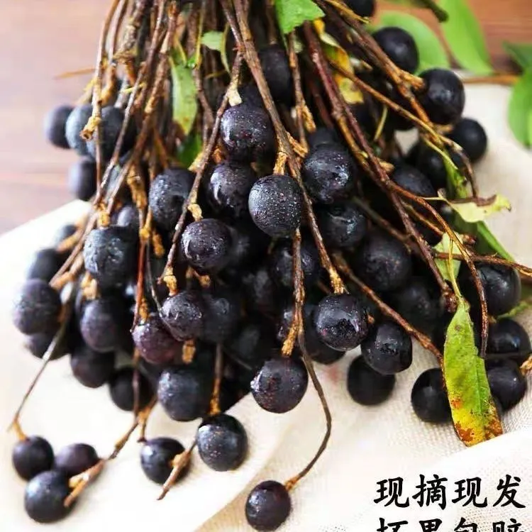 云南德宏野生新鲜胭脂果山李子鬼眼睛果孕妇可鲜食