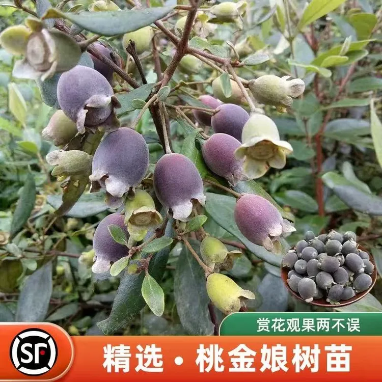 捻子树正宗桃金娘树苗山乌稔多尼小种苗盆景地栽室内阳台庭院植物