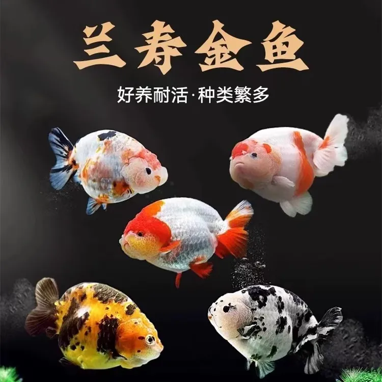兰寿活鱼易存活淡水耐活冷水自来水金鱼胎生鱼小型观赏鱼会生小鱼