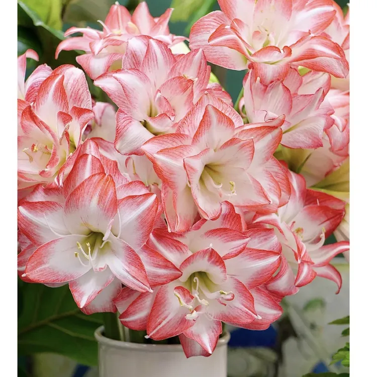 【基地花孔雀~重瓣】朱顶红种球