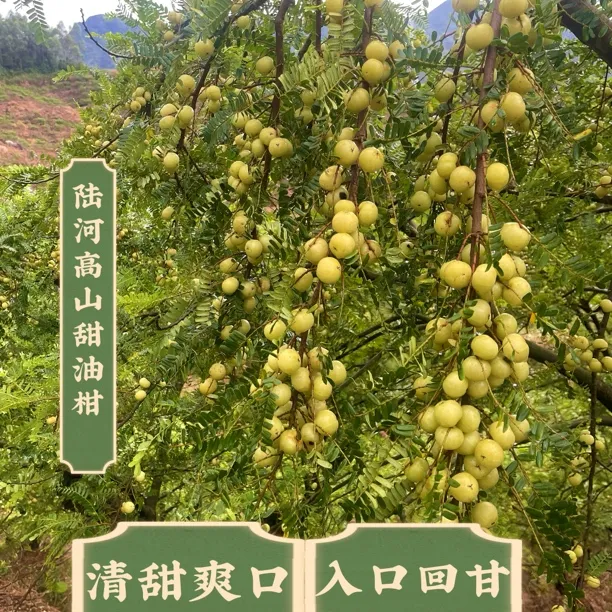 潮汕新鲜丙甜油甘果入口回甘榨汁的孕妇水果可生吃榨汁腌制泡酒