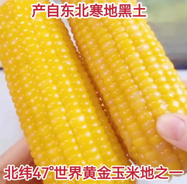 5斤黑龙江几戈鲜糯玉米北纬47种植3小时锁鲜铝箔包装产地直发