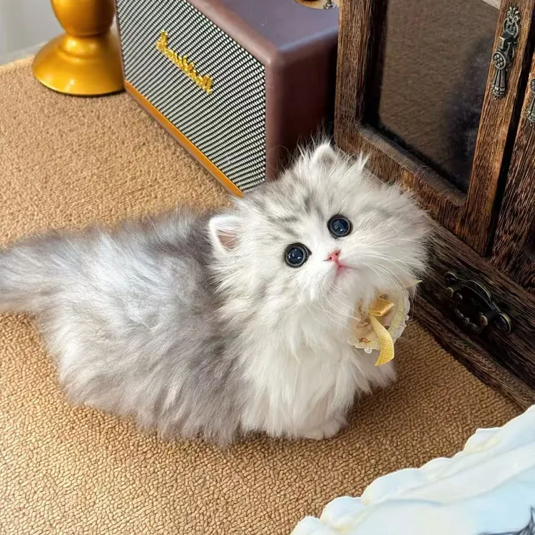 【米奇喵喵屋】请勿直拍！活体宠物猫小猫英短英长金渐层银渐层三花