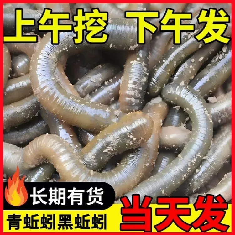 特大号蚯蚓黄鳝活体钓鱼饵料活饵鲜活野钓垂钓青蚯蚓鲜活