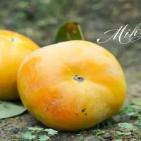 太秋脆柿巨丑新鲜采摘香甜多汁不涩口现摘脆甜多汁mql