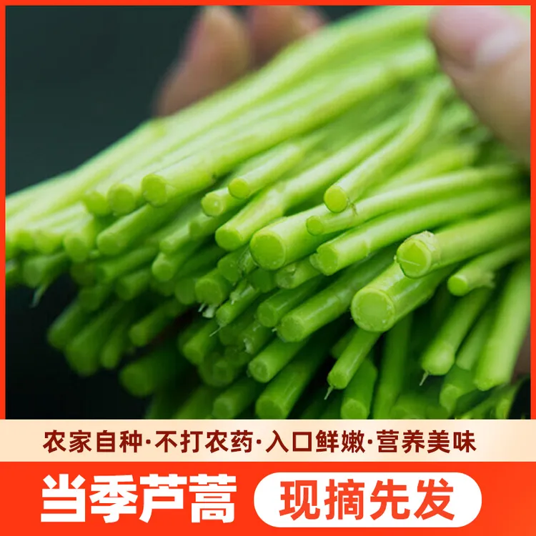 当季芦蒿现摘新鲜农家蔬菜嫩芦蒿杆子藜蒿手工去叶老根净菜泥蒿野