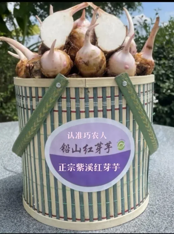 新鲜现挖紫溪红芽芋嫩滑软糯可口（精品中果专属链接）