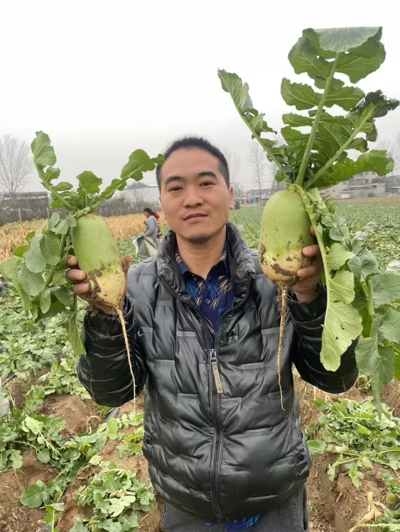 河南箩卜青萝卜水果脆甜可生吃现拔现发河南青萝卜