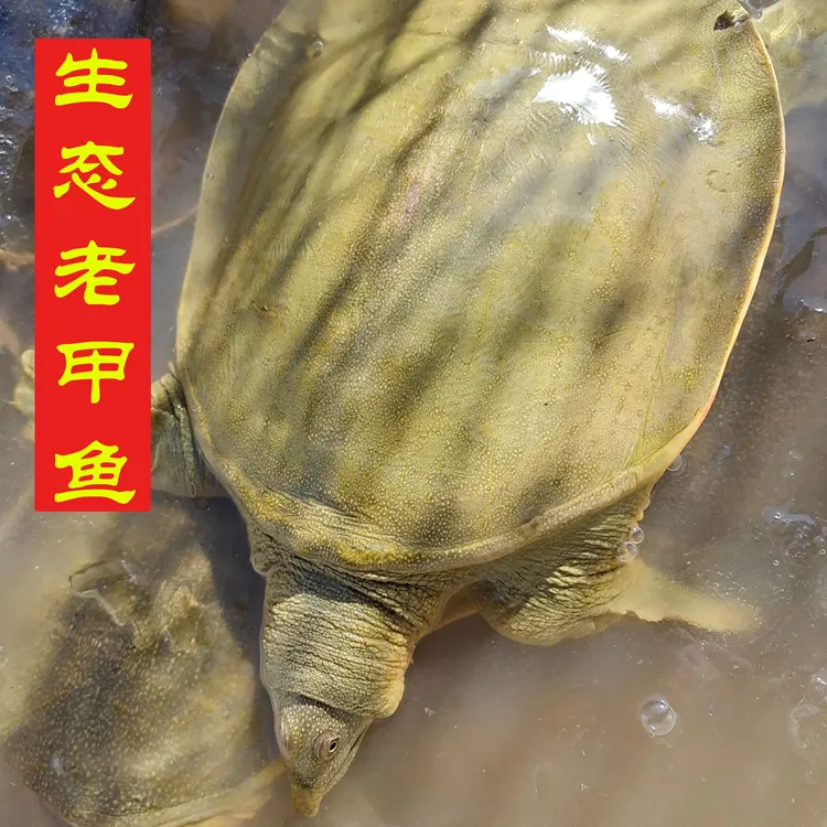 【直播间现挑现卖】公甲鱼鲜活生态野外放养老鳖外塘水鱼团鱼青黄背