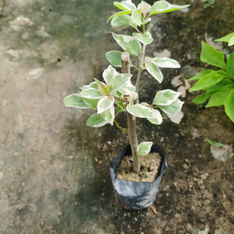 三角梅石楠花蓝月亮袋苗爬藤飘枝大号垂吊盆苗好养易开花四季可养