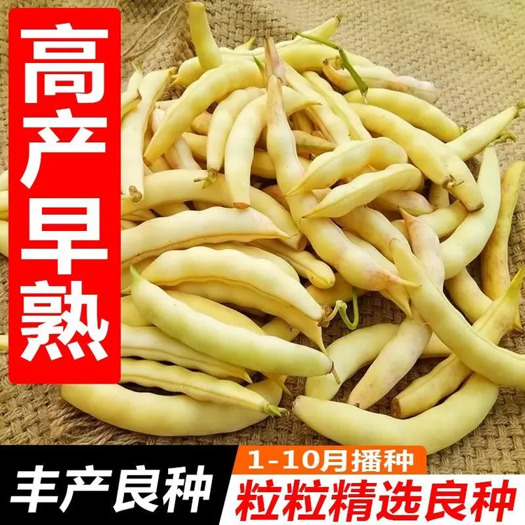 602金牌黄金勾豆角种子早熟豆角子