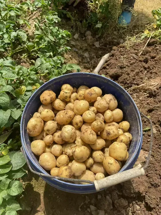 恩施高山小土豆马尔科