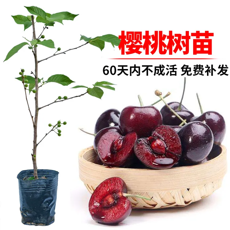 种下爱园艺家樱桃苗全国可以结果红妃樱桃盆栽种植玛瑙红车厘子