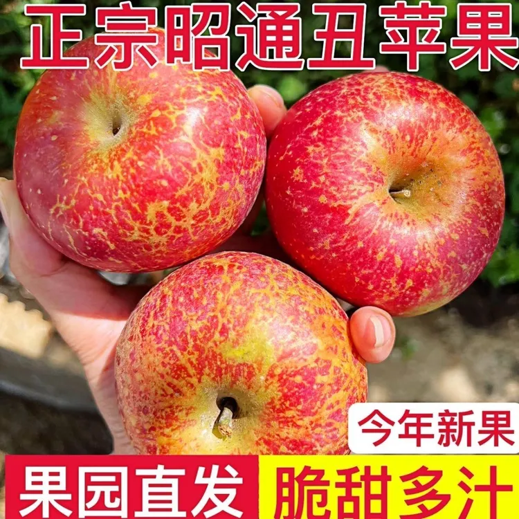 正宗当季云南昭通甜蜜冰糖心丑苹果新鲜水果现摘现发3斤5斤装包邮