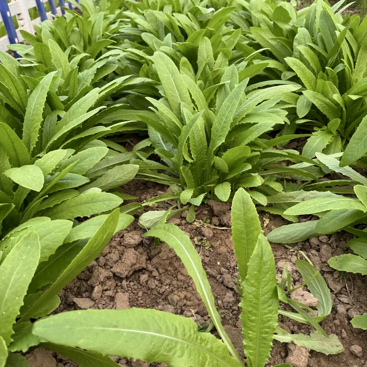 无农药无化肥农场菜园新鲜现场采摘蔬菜