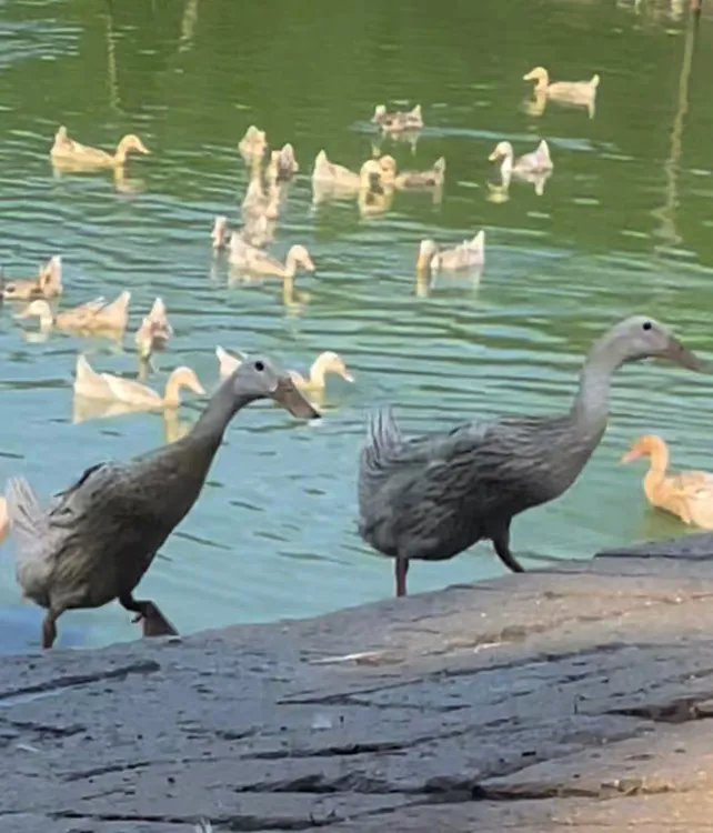 顺丰包邮散养老鸭2年带掌带翅带心带胗新鲜宰杀