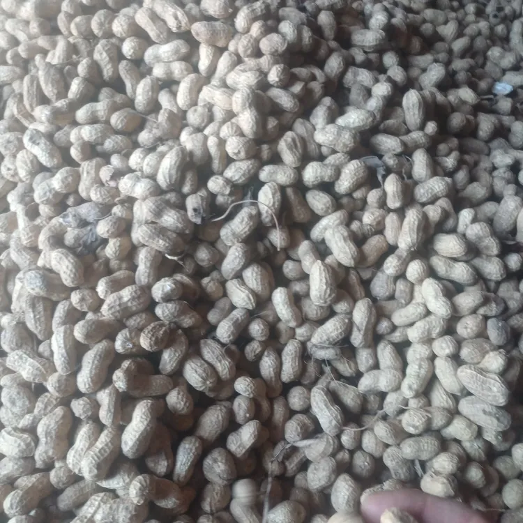 2025新鲜干花生即可以生吃，也可以炒着吃，农户自己种植的，