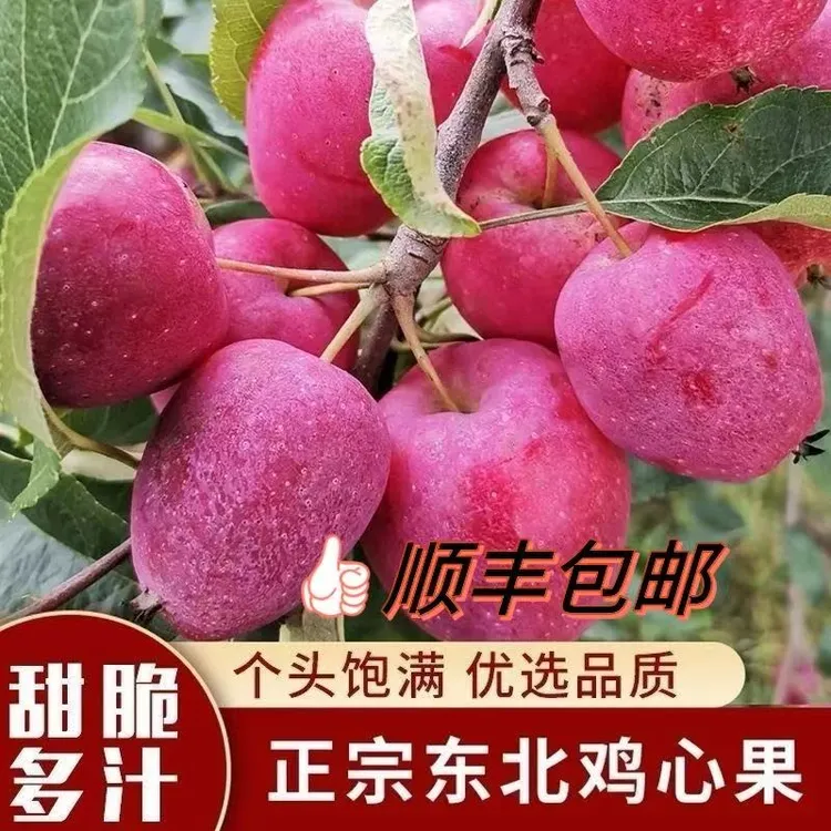 东北正宗鸡心果当季新鲜 清脆爽口特产鸡心果 【顺丰包邮】