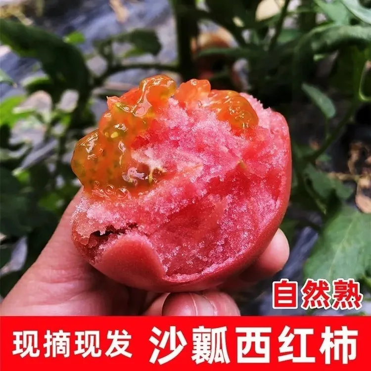 西红柿沙瓤番茄多汁水果产地露天老品种自然成熟云南露天沙瓤番茄