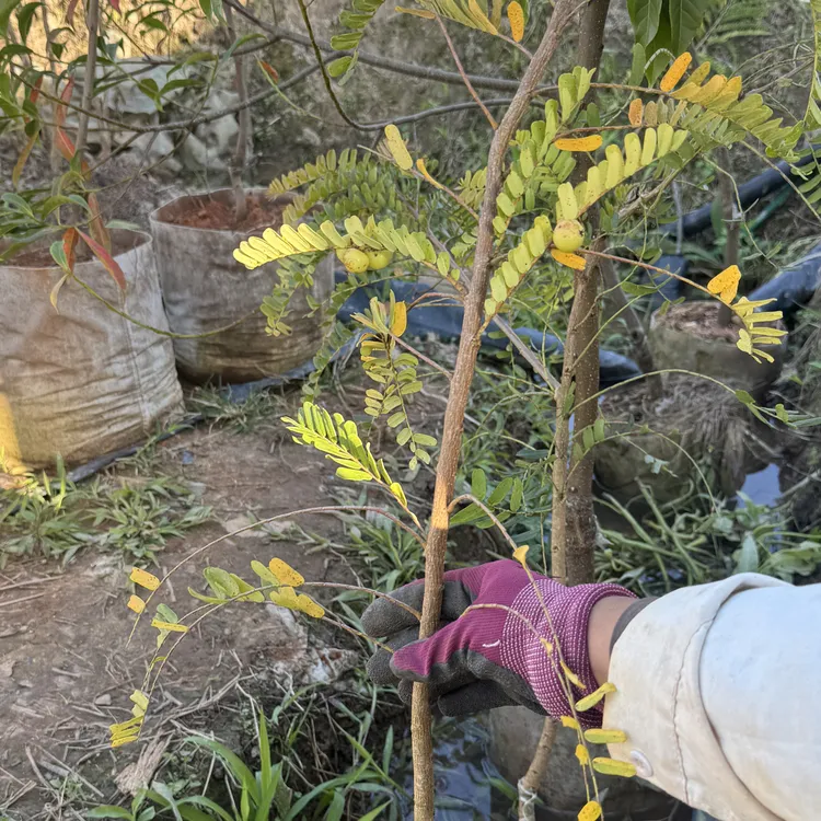 种苗，带营养土营养袋种苗