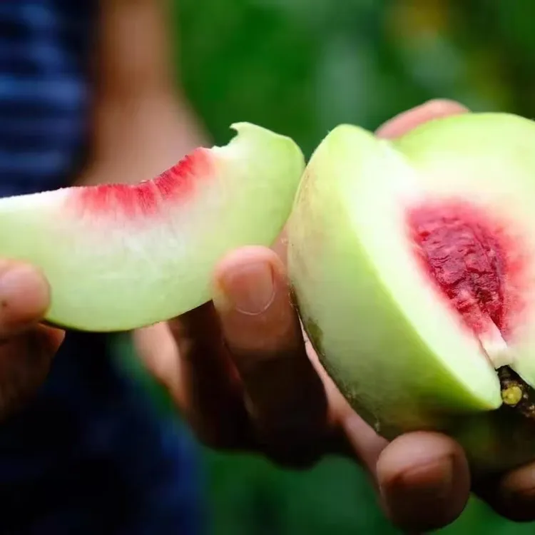 【助农专属】红心脆蜜桃新鲜现摘脆甜多汁桃子果园直发5/9斤包邮