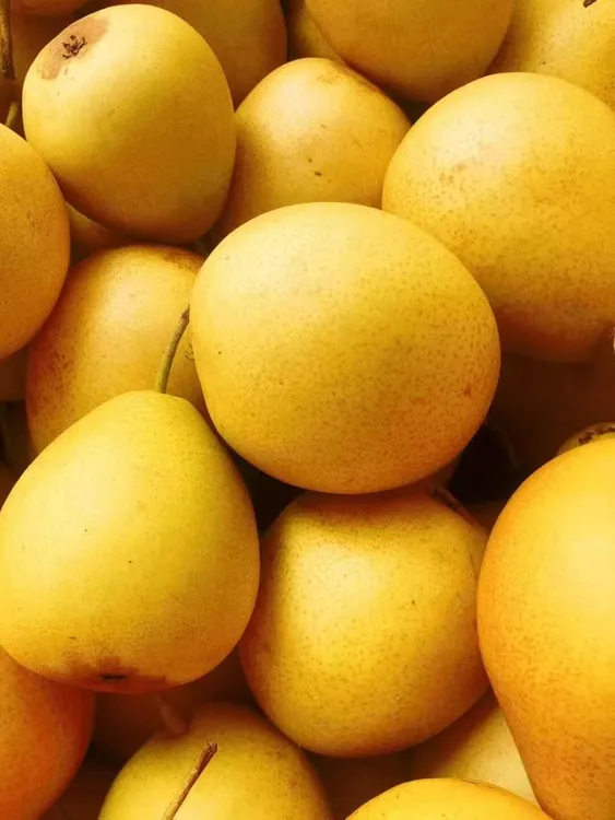 兰州特产皮薄脆甜肉质细腻冬果梨