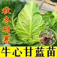 牛心甘蓝苗秧苗包菜卷心菜苗秋冬耐寒高产阳台庭院露天带土蔬菜苗