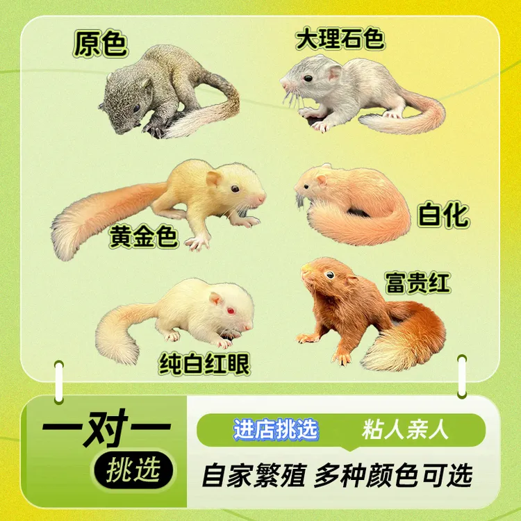 可爱亲人黄色适合宿舍饲养温顺人工饲养花色鼠